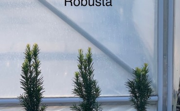 Tisa columnara Robusta 40-50 cm C3